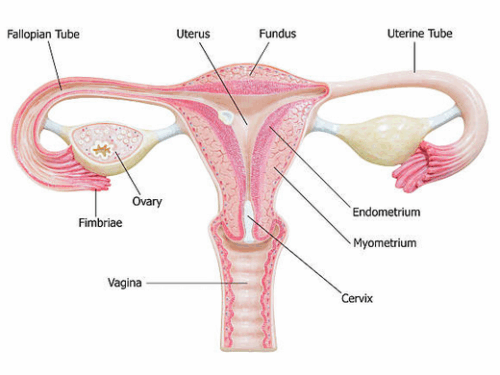 Opportunistic Salpingectomy