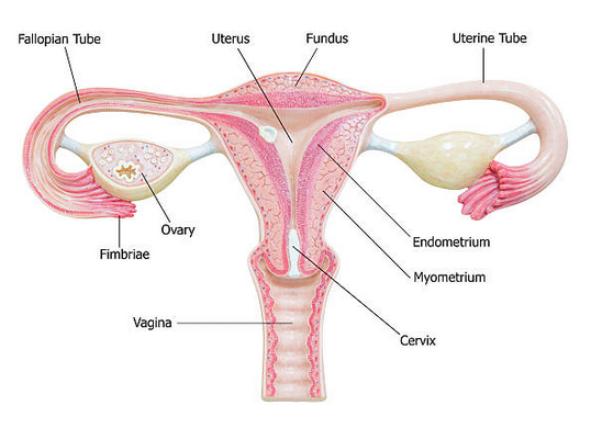 endometriosis location in women organ