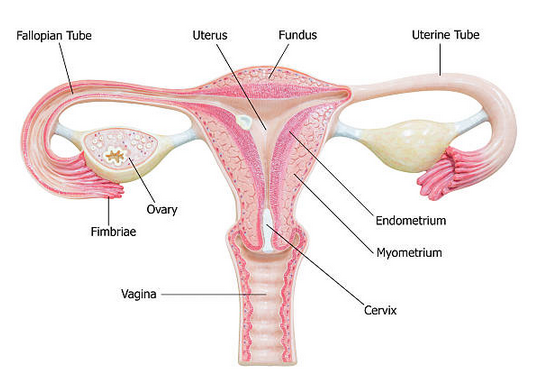 Ooforectomia bilateral.  Download Scientific Diagram